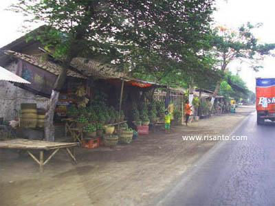 Probolinggo, East Java - the mango city !