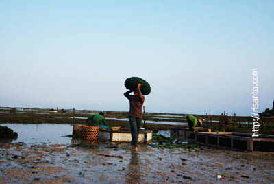 Afro hair seaweed farmer, cool! :p